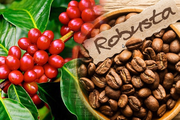 hat-ca-phe-robusta
