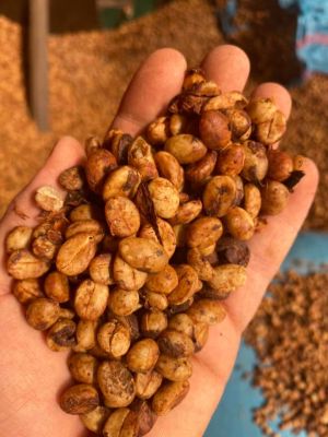 Nhân Moka (Cội già)