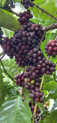 Nhân Typica