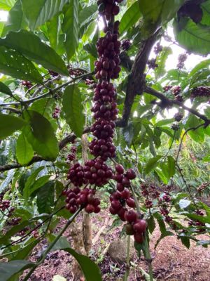 Nhân Robusta Washed
