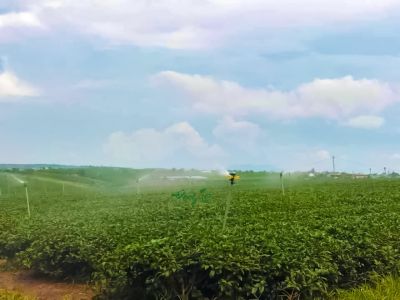 Oolong Tứ Quý