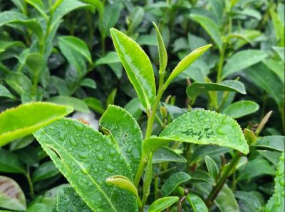 Oolong Tứ Quý