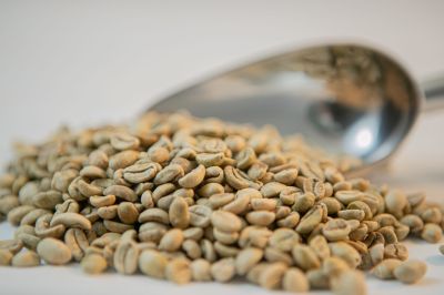 Nhân Moka (Cội già)