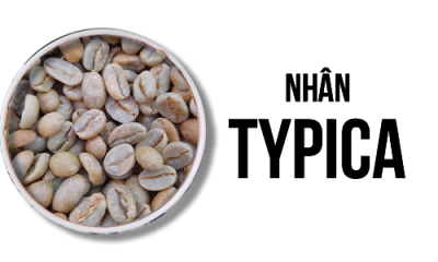 Nhân Typica