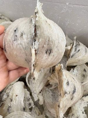 Tổ Yến Thô