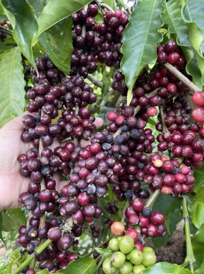 Nhân Robusta Natural