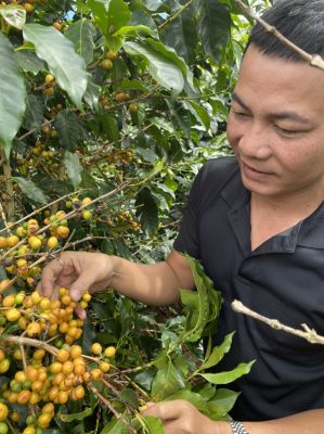 Nhân Yellow Bourbon