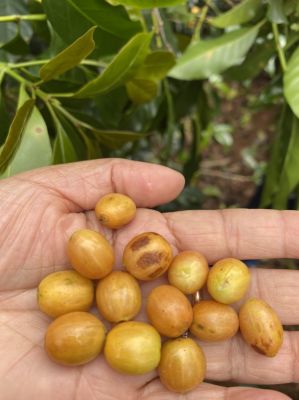 Nhân Yellow Bourbon