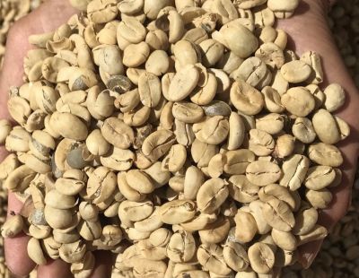 Nhân Arabica Cầu Đất