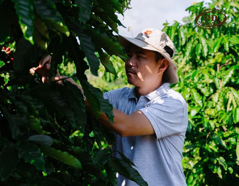 ca-phe-arabica-hai-tay
