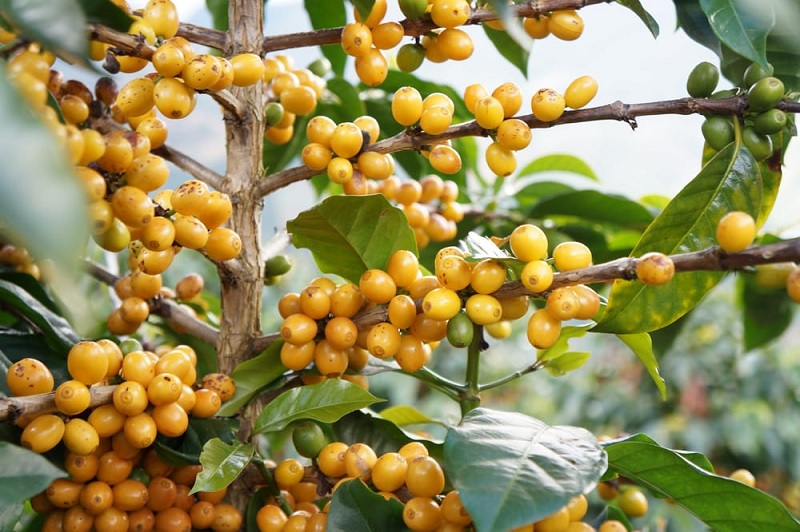 ca-phe-vang-tai-viet-nam