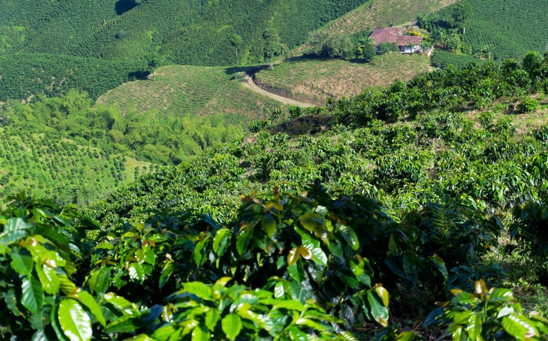 do-cao-noi-trong-ca-phe
