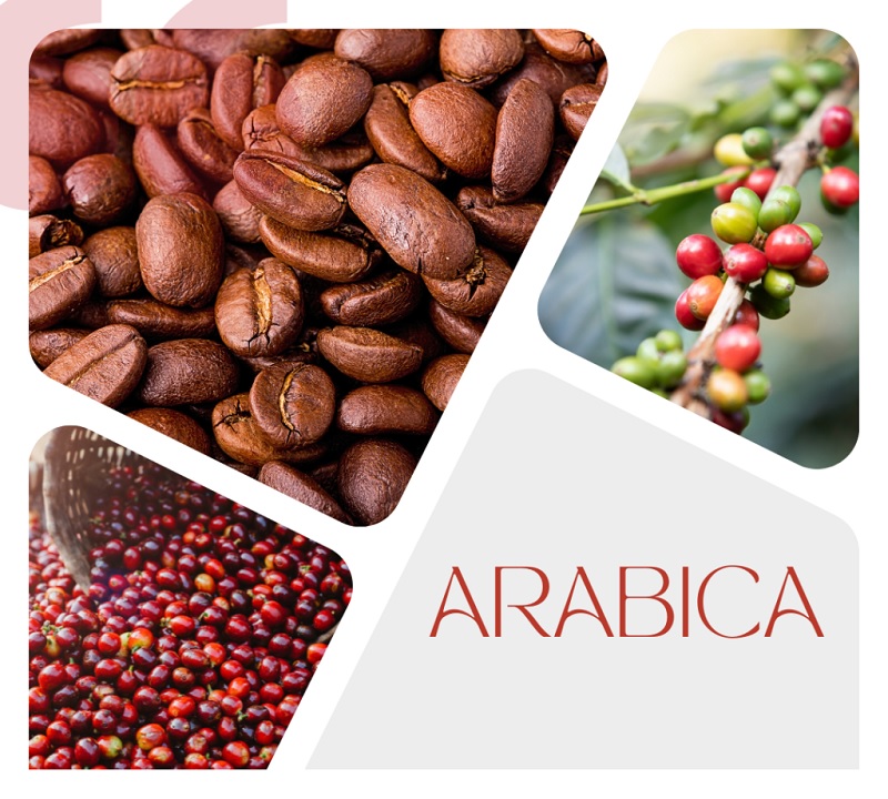 hat-ca-phe-arabica