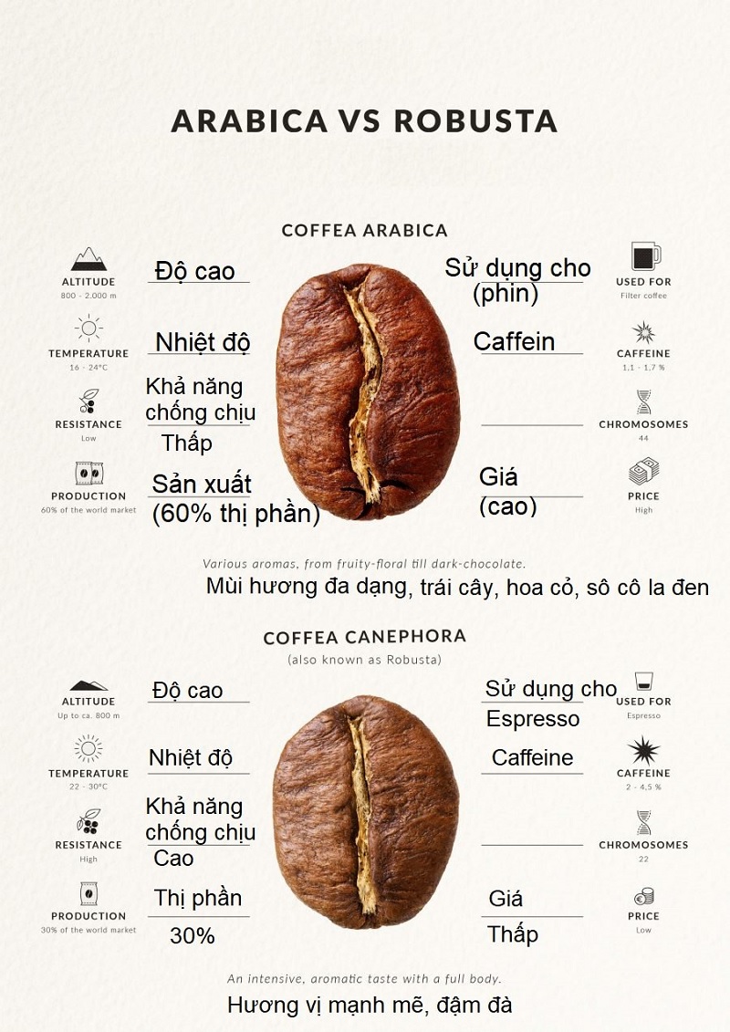 lua-chon-ca-phe-robusta-hay-arabica