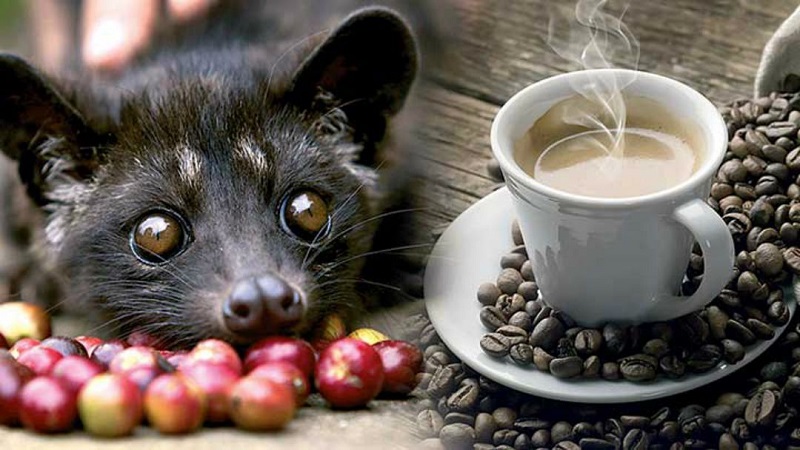 luu-y-khi-chon-mua-cafe-chon
