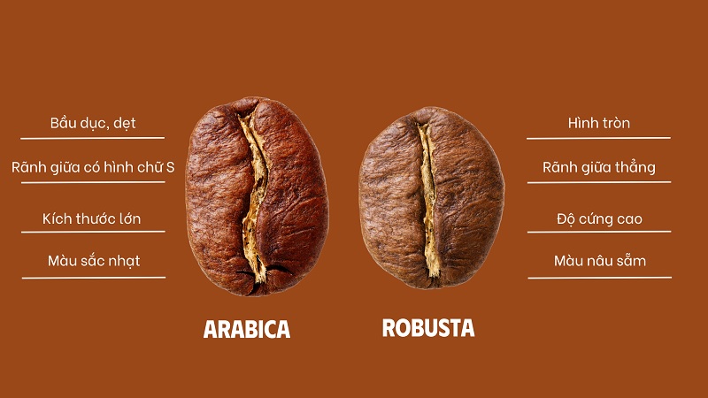 phan-biet-ca-phe-robusta-va-arabica
