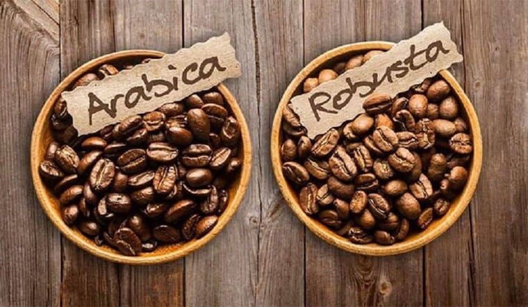 phan-biet-ca-phe-robusta-va-ca-phe-arabica