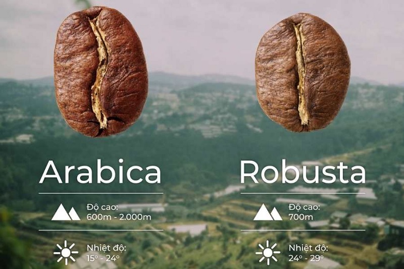 su-khac-biet-giua-arabica-va-robusta
