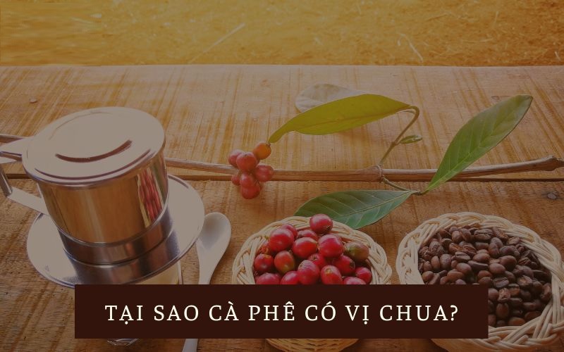 tai-sao-ca-phe-co-vi-chua