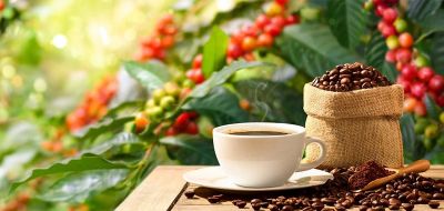 Giá cà phê hạt rang mộc có đắt không?
