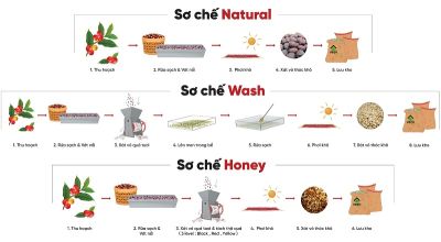 3 phương pháp sơ chế cà phê phổ biến: Washed, Natural, Honey