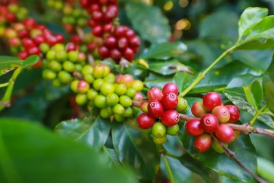 Tại sao cà phê Việt Nam năm trong top ngon nhất thế giới