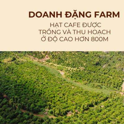 Doanh Đặng Coffee Farm - Gửi tinh hoa Đất Việt v&agrave;o từng hạt c&agrave; ph&ecirc;