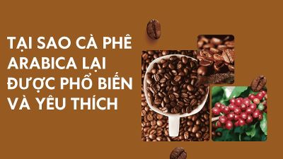 Mua cà phê Arabica ở đâu chất lượng?