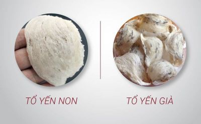Tổ yến non hay gi&agrave; tốt hơn? C&aacute;ch ph&acirc;n biệt